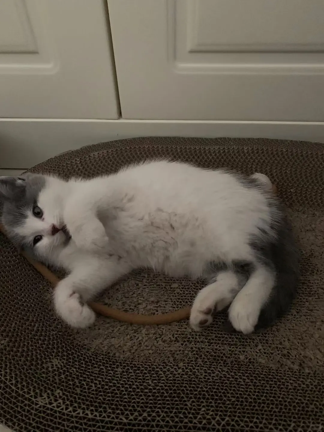 山西太原小猫领养