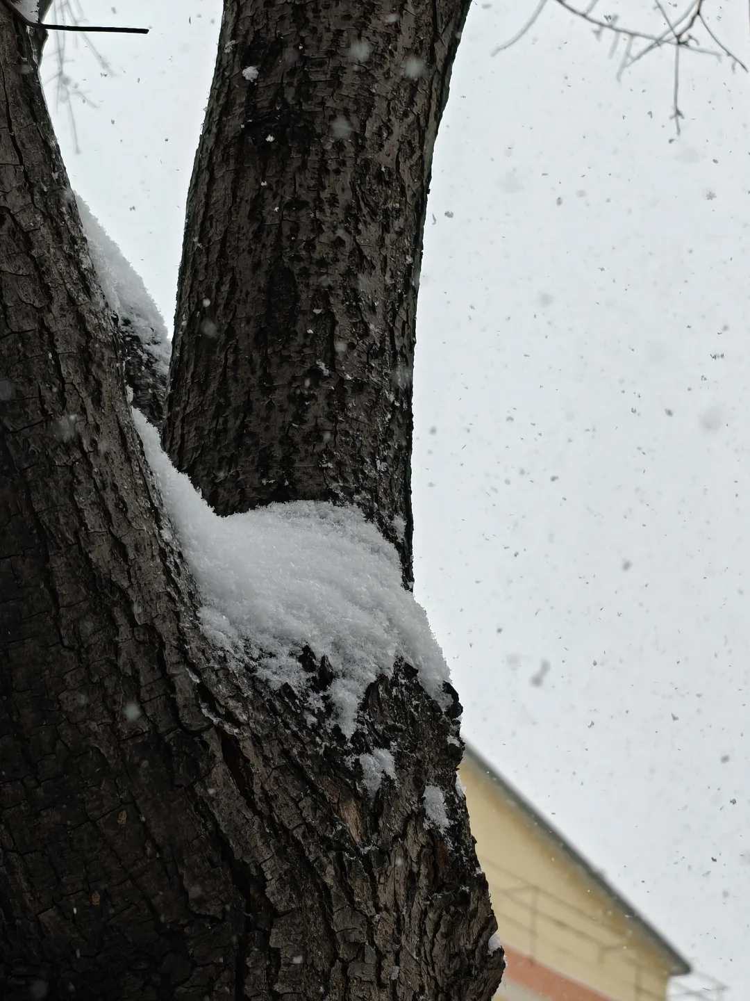 长治下雪了🌨️