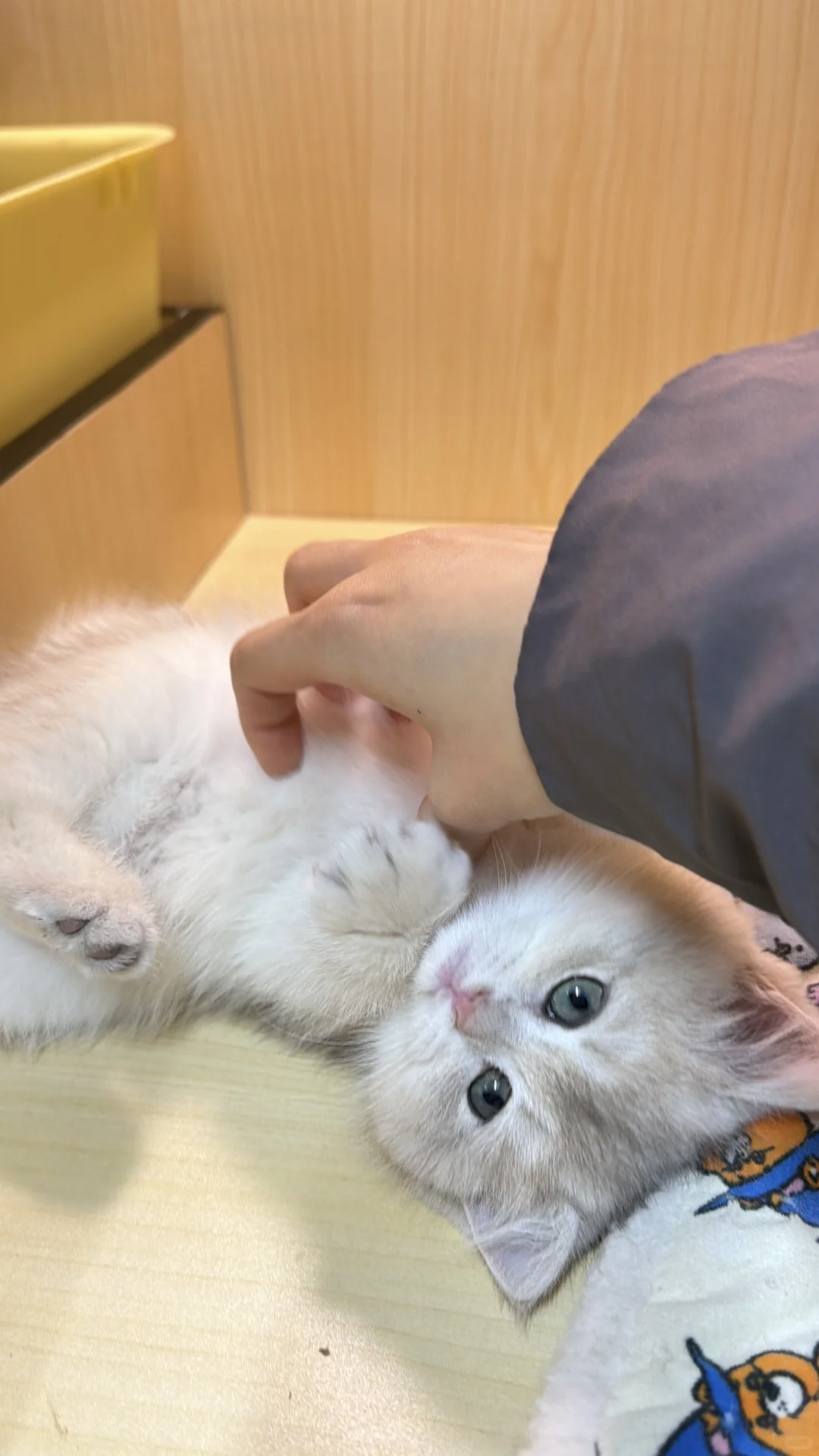 长治本地蓝金宝宝