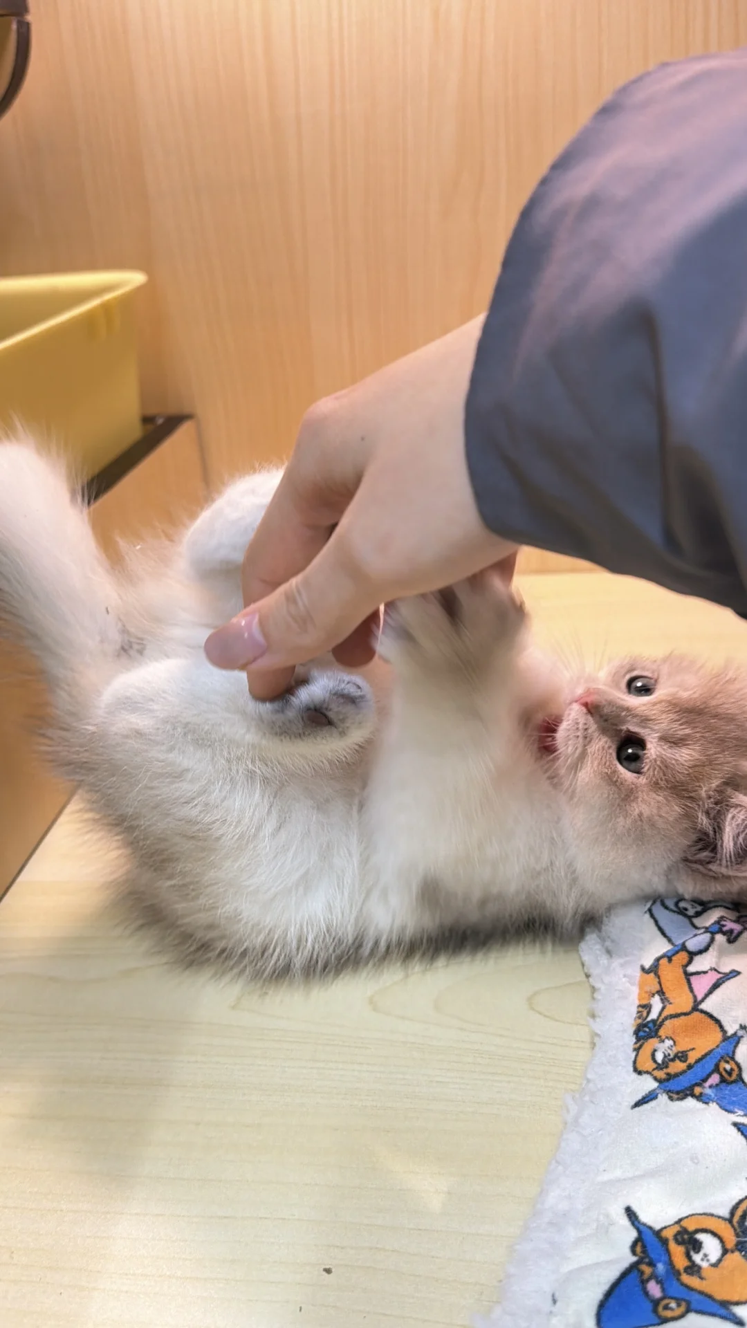 长治本地蓝金宝宝