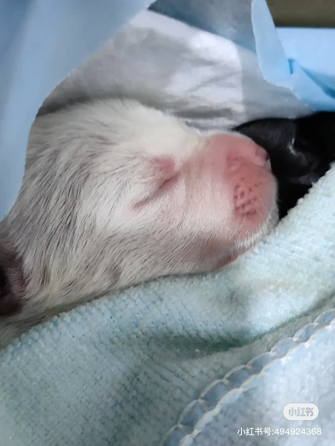 拉布拉多幼犬！长治自提！