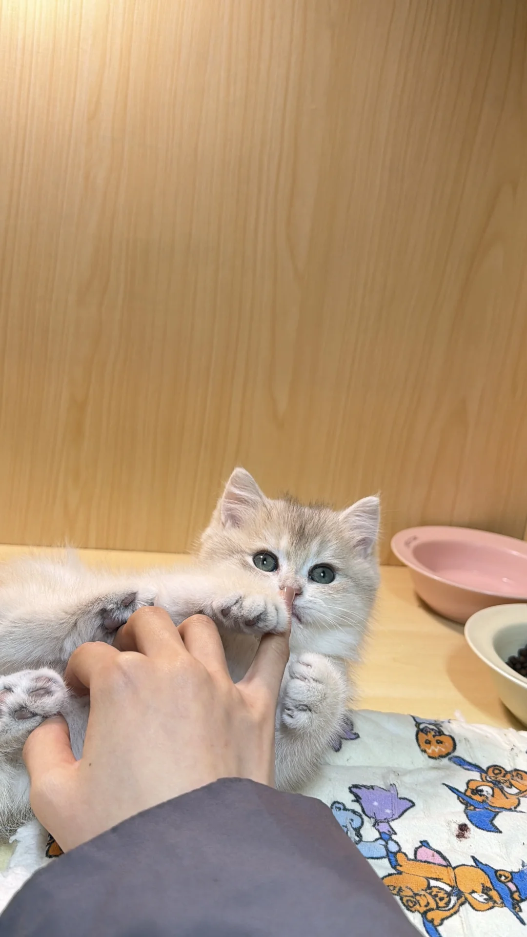 长治本地蓝金宝宝