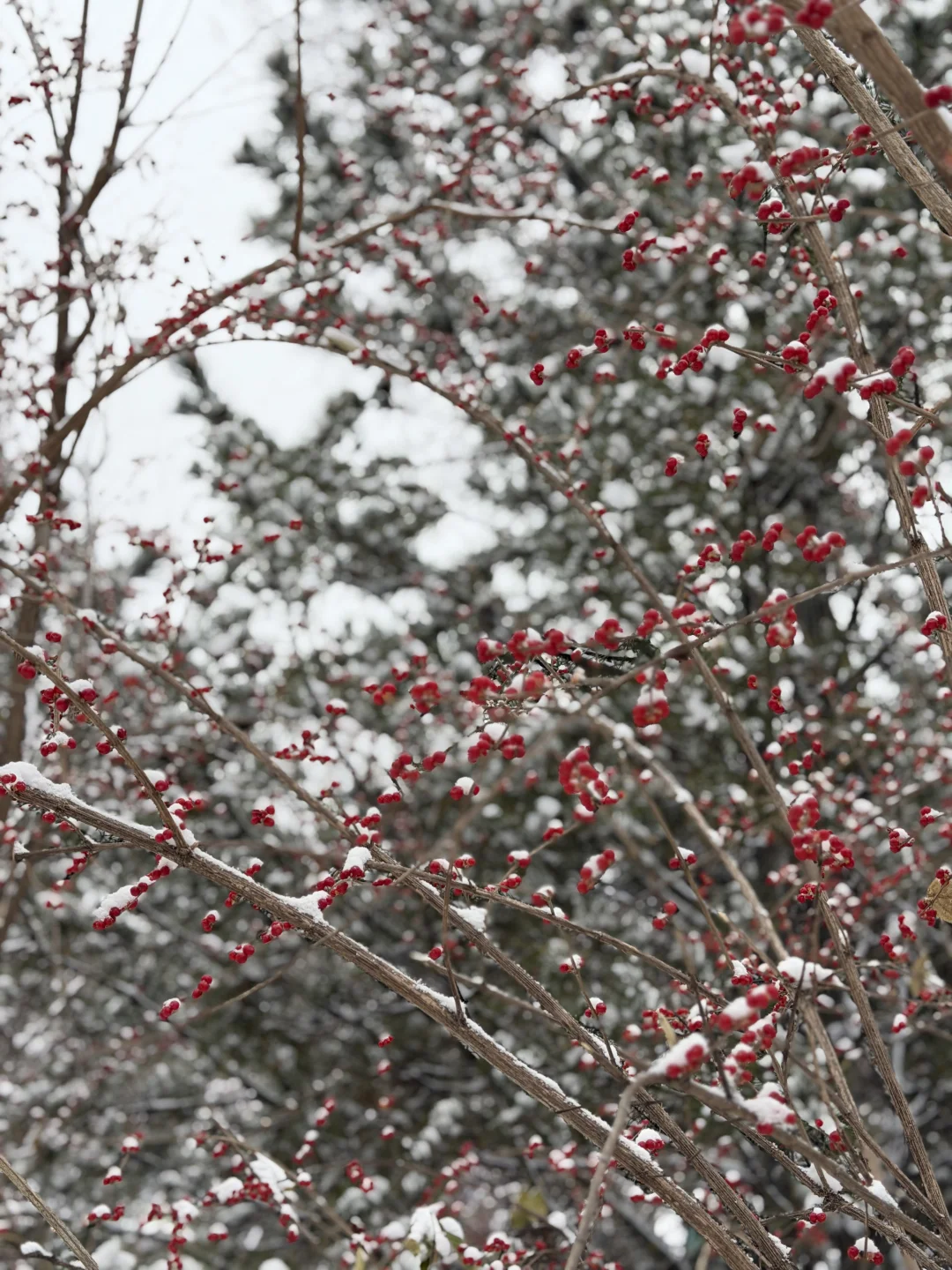 一下雪，太原就变成了太原