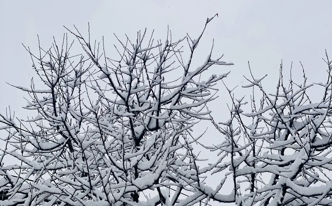 你的城市下雪了么