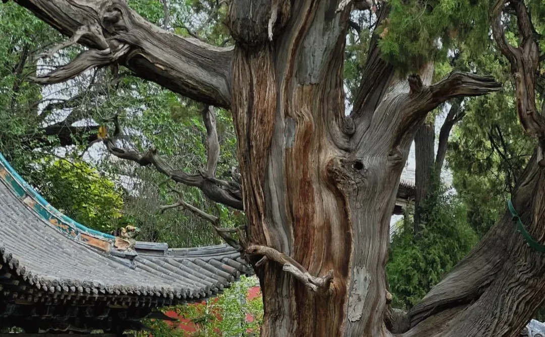 山西晋祠如何看懂？精华梳理全在这篇！