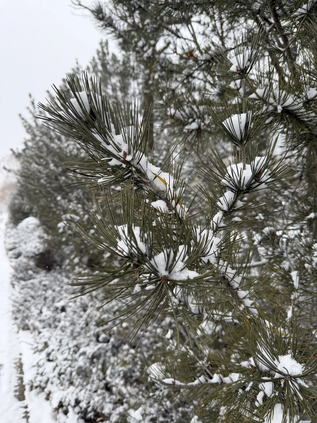一下雪，太原就变成了太原