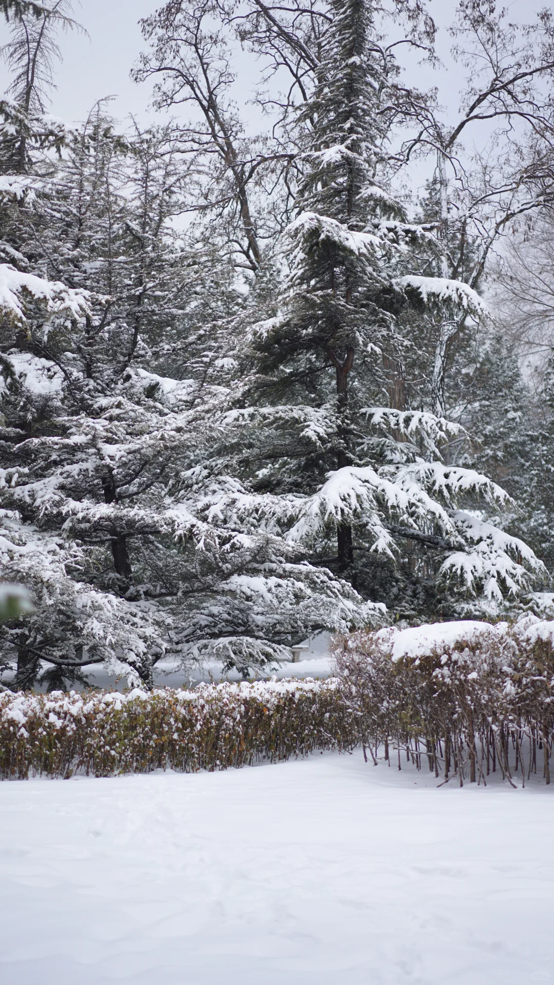 太原|周五下雪去哪拍