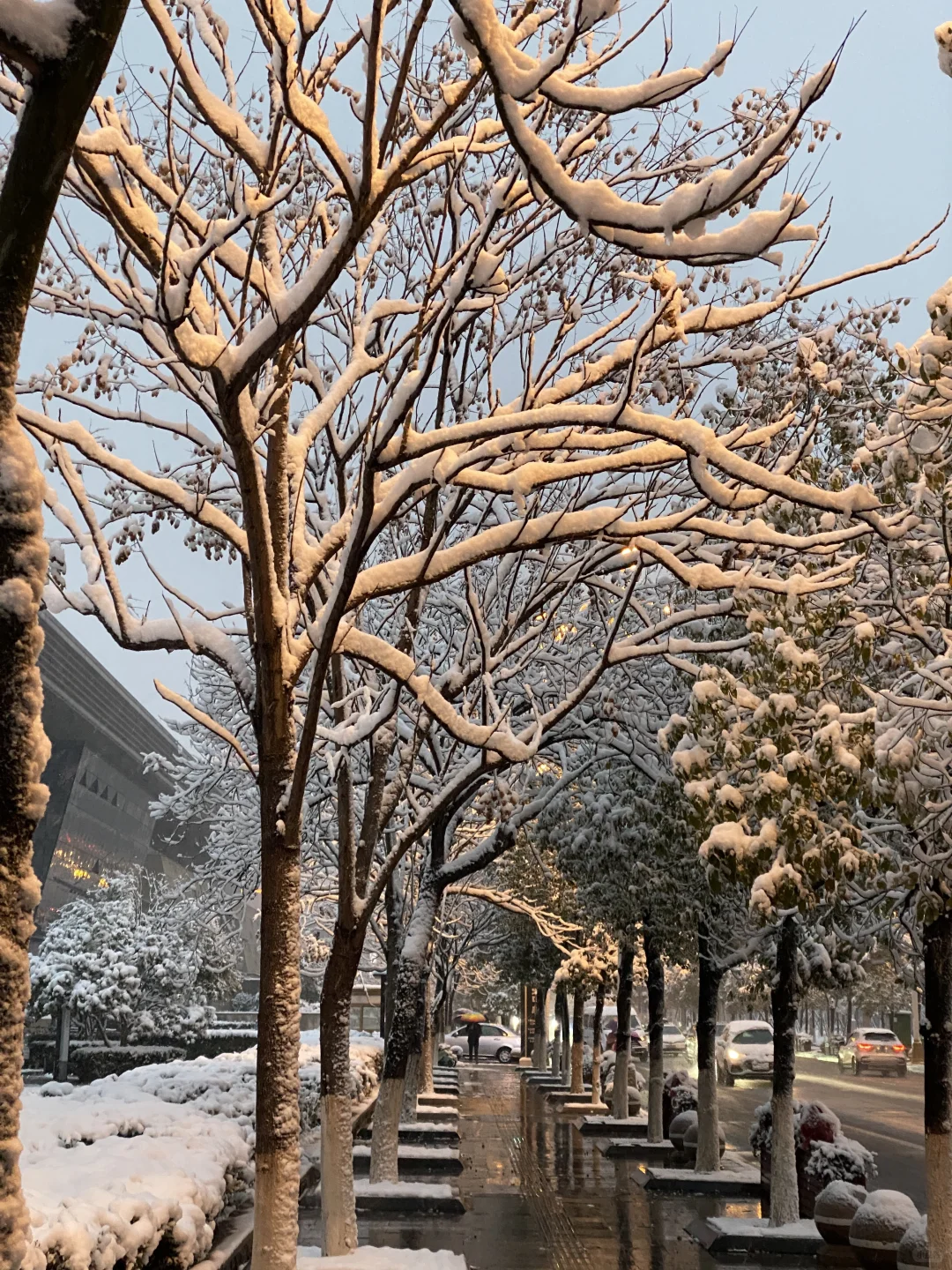你的城市下雪了么