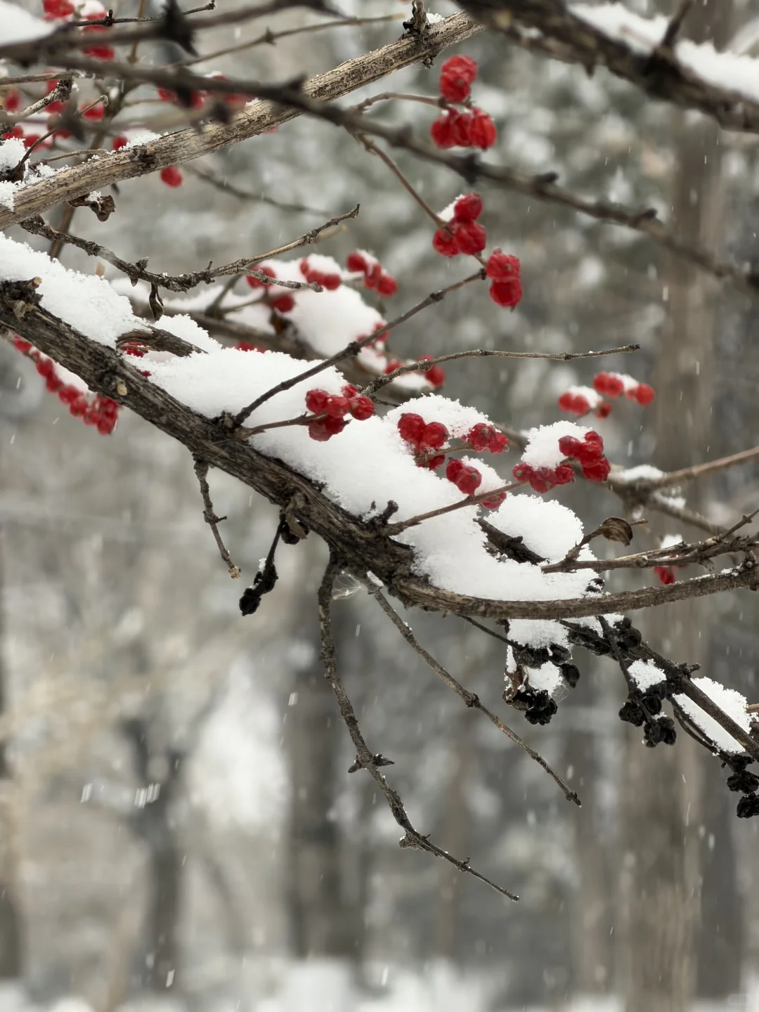 一下雪，太原就变成了太原