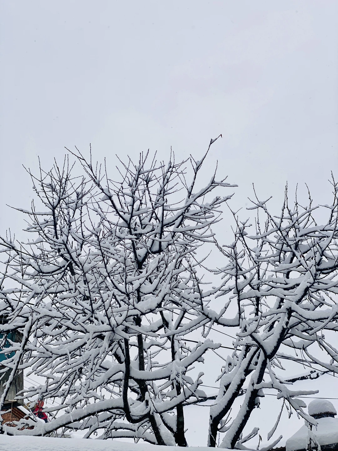 你的城市下雪了么