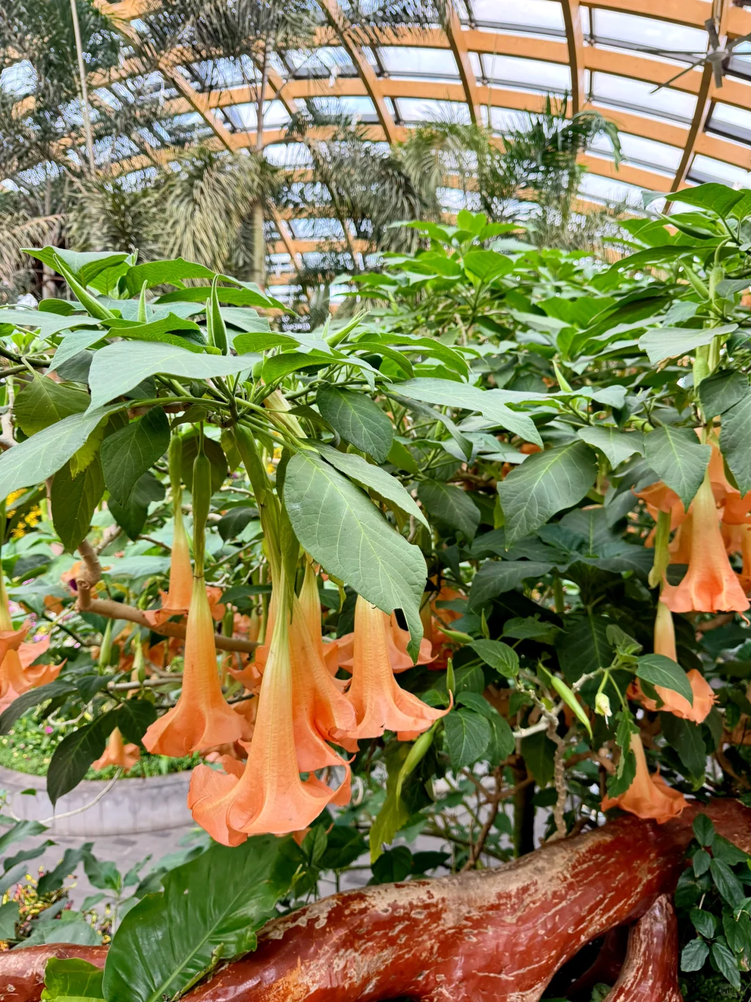 太原植物园，星空扶梯才是这里的主角