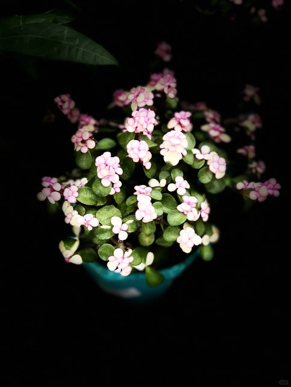 太原植物园 | 星空电梯 | 真的太美了！