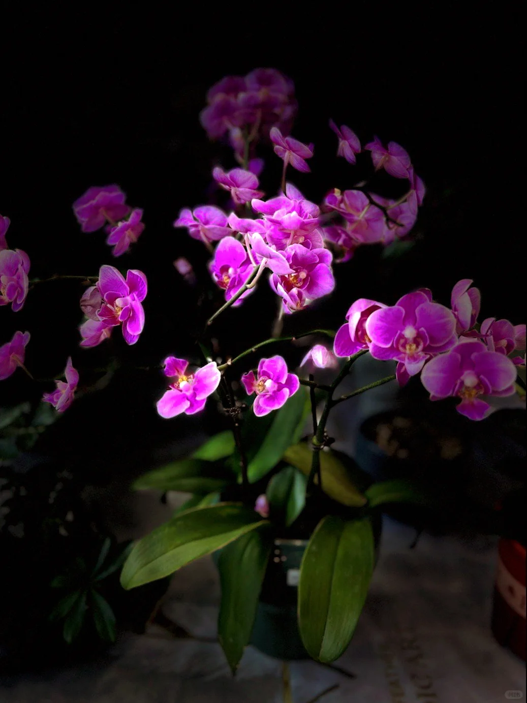 太原植物园 | 星空电梯 | 真的太美了！