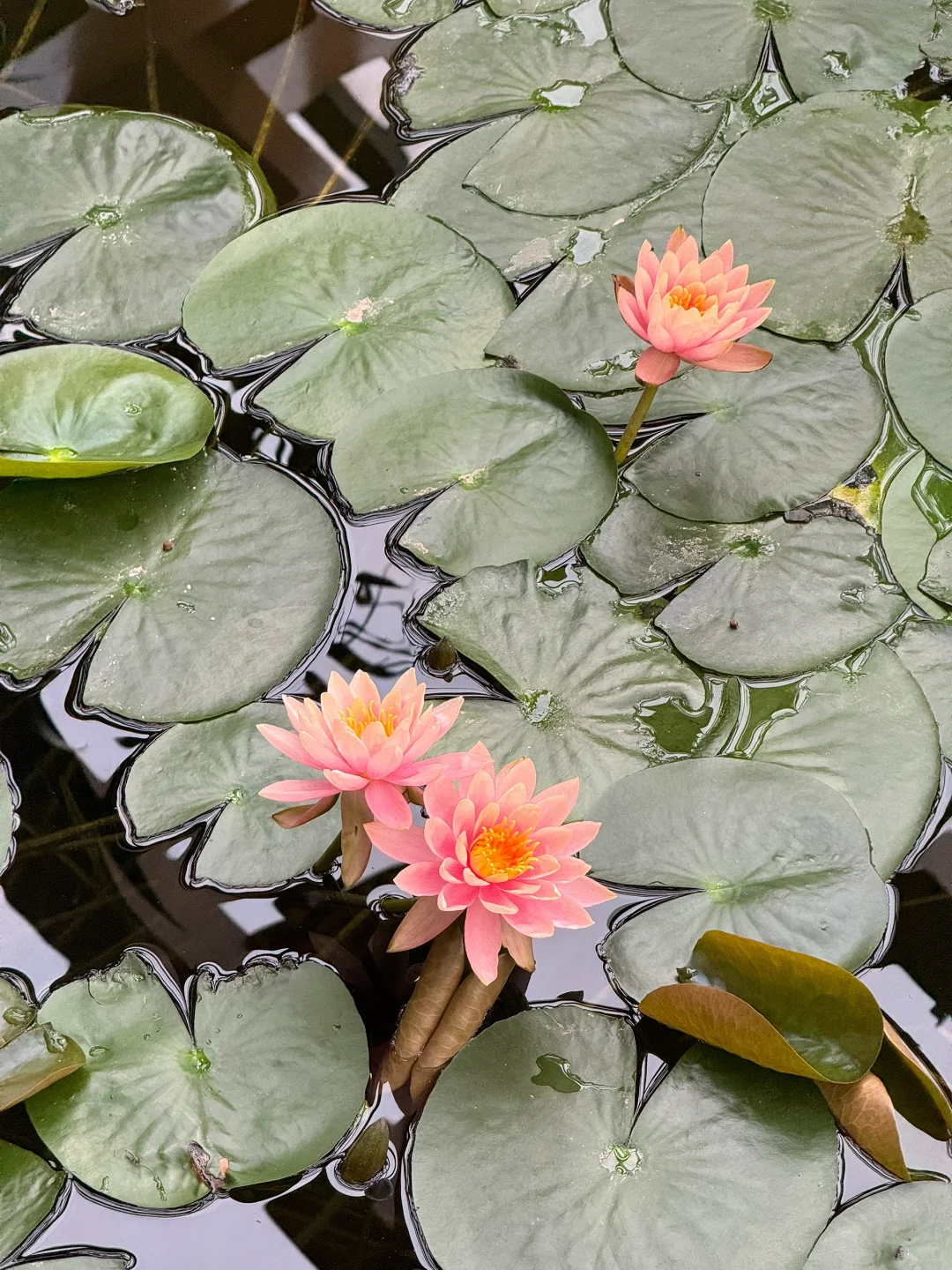 太原植物园，星空扶梯才是这里的主角