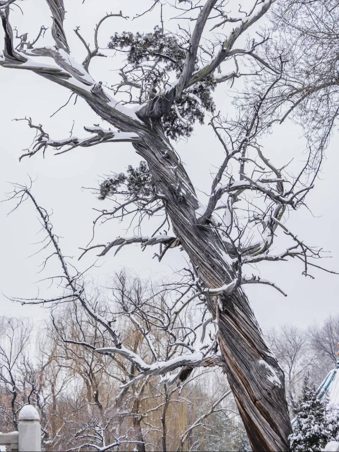 没有人能拒绝下过雪❄️的太原！