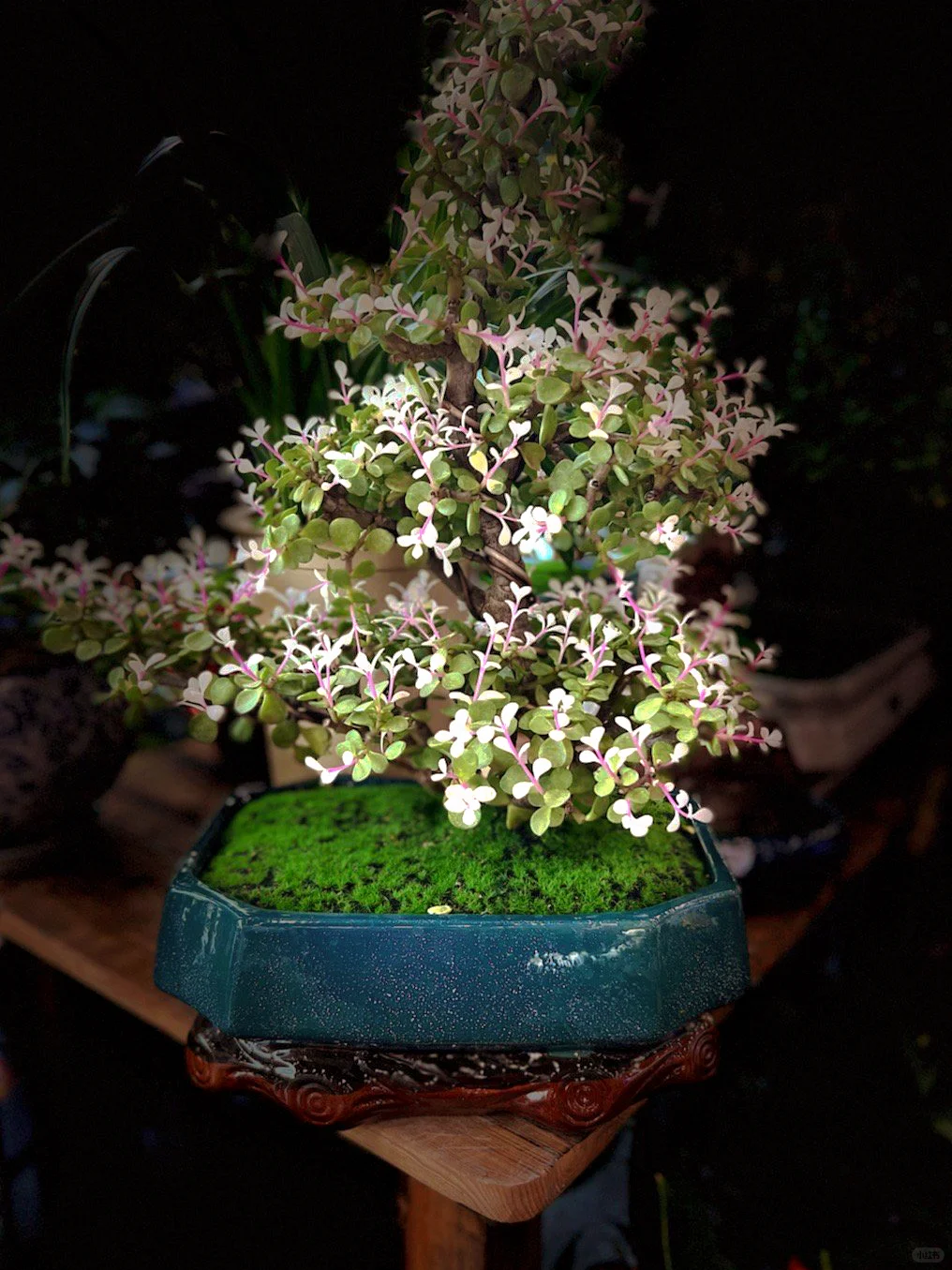 太原植物园 | 星空电梯 | 真的太美了！