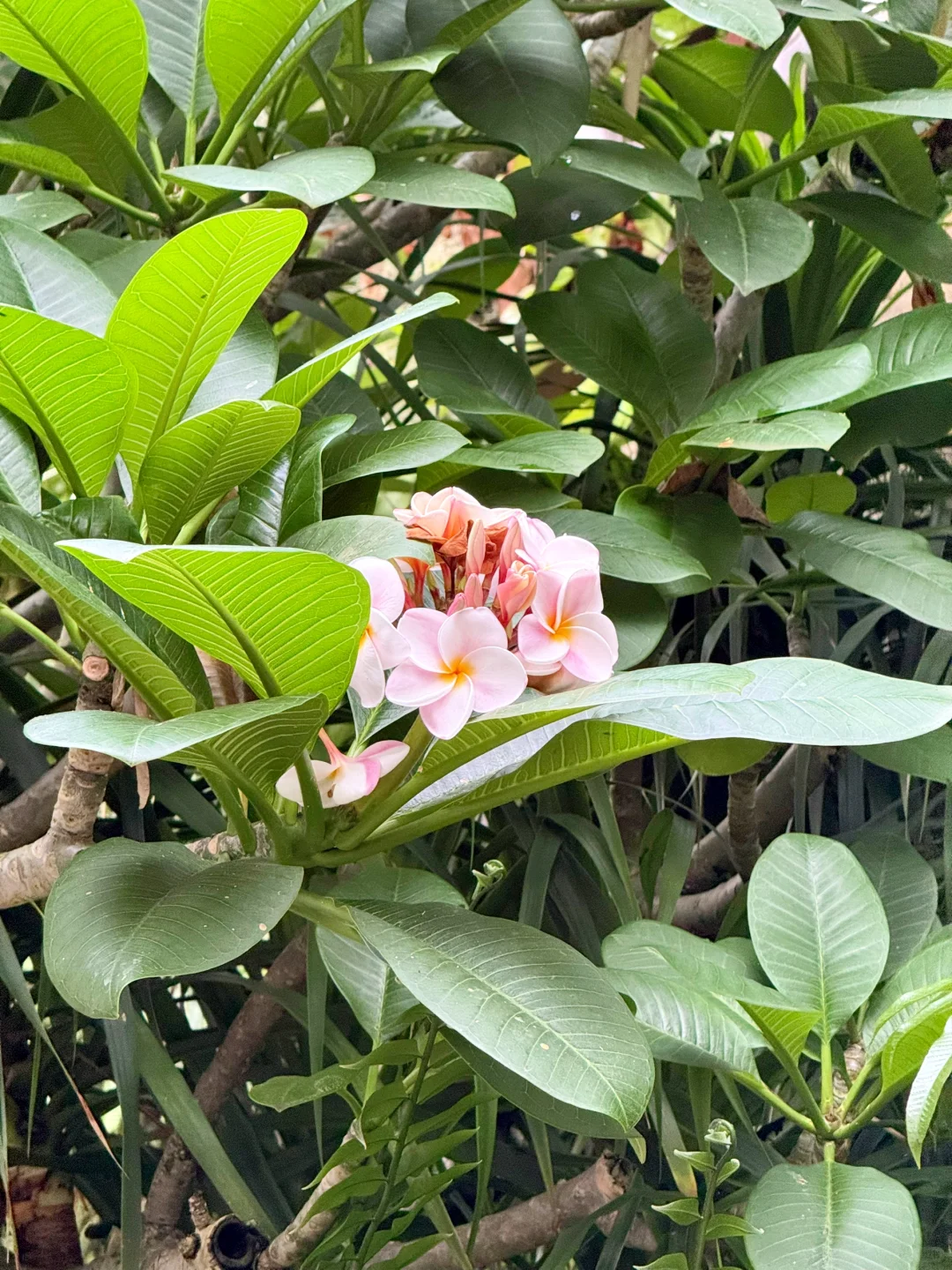 太原植物园，星空扶梯才是这里的主角