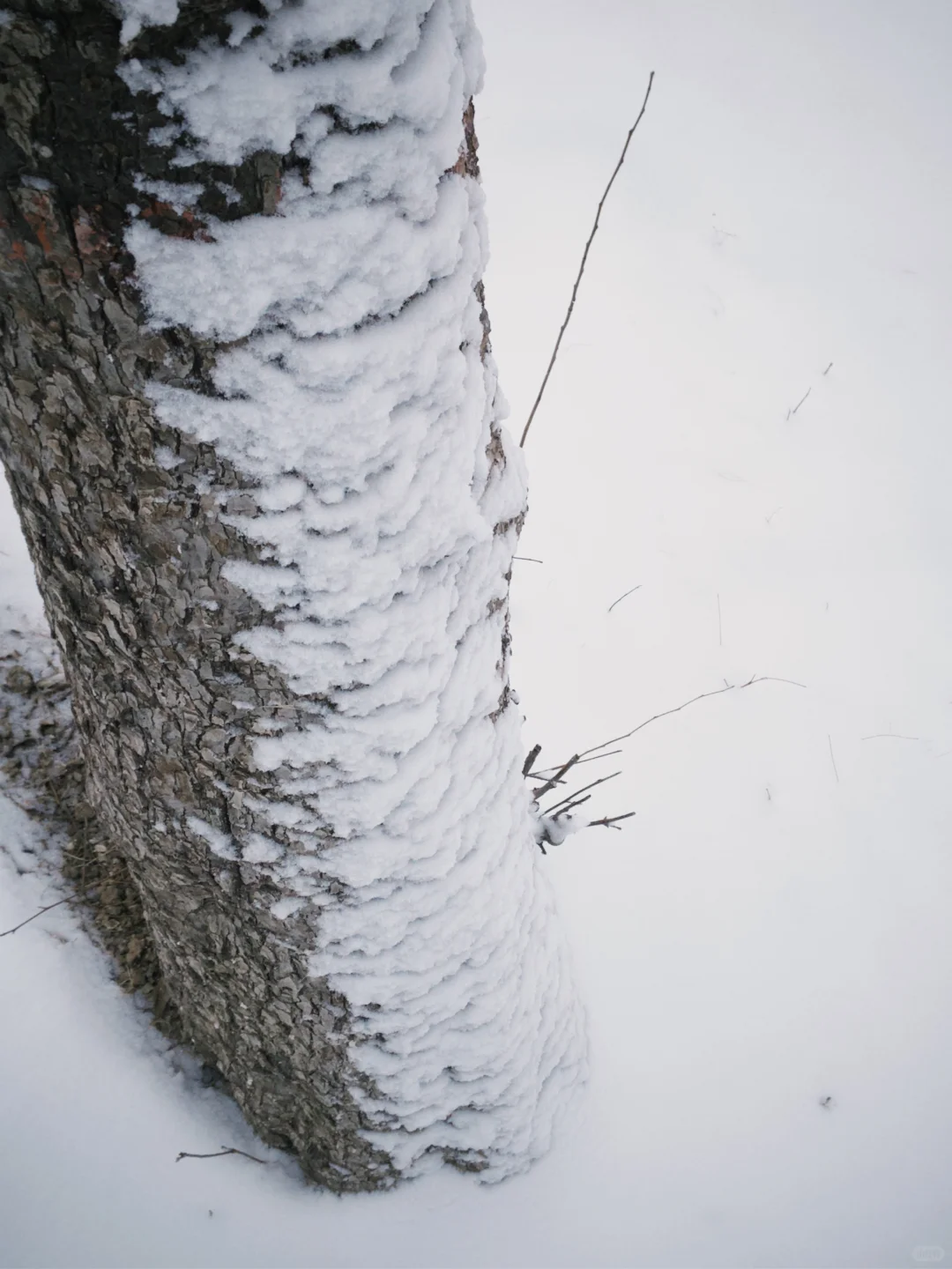 大同 | 今冬的雪，只下给松柏🌲