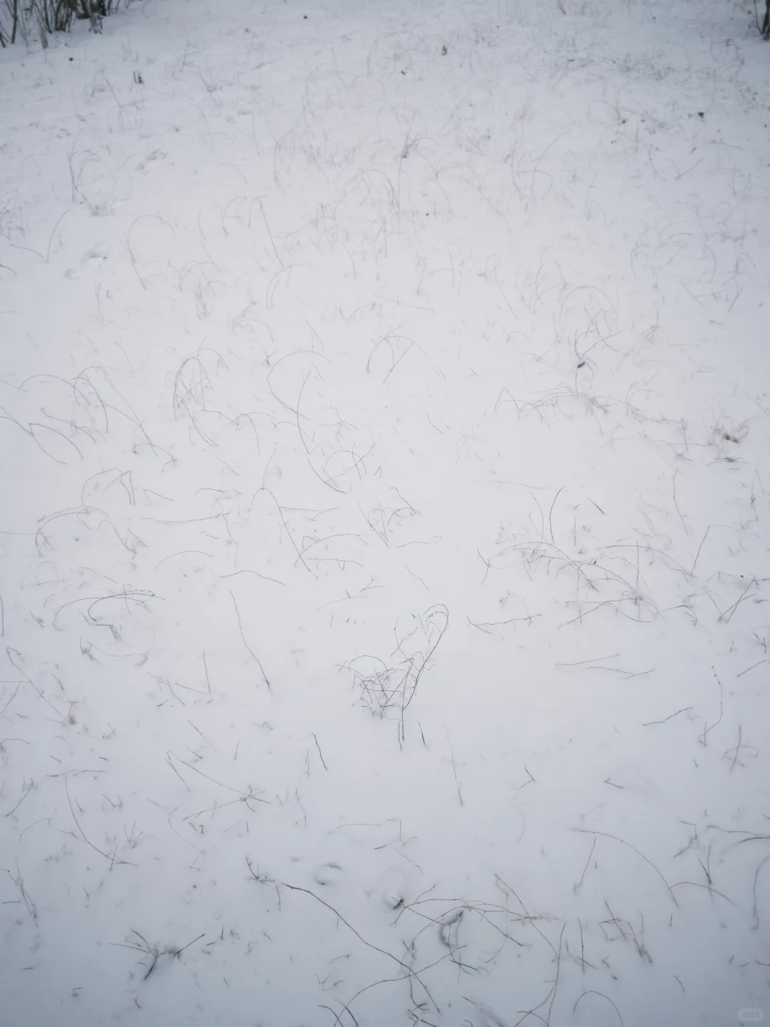 大同 | 今冬的雪，只下给松柏🌲