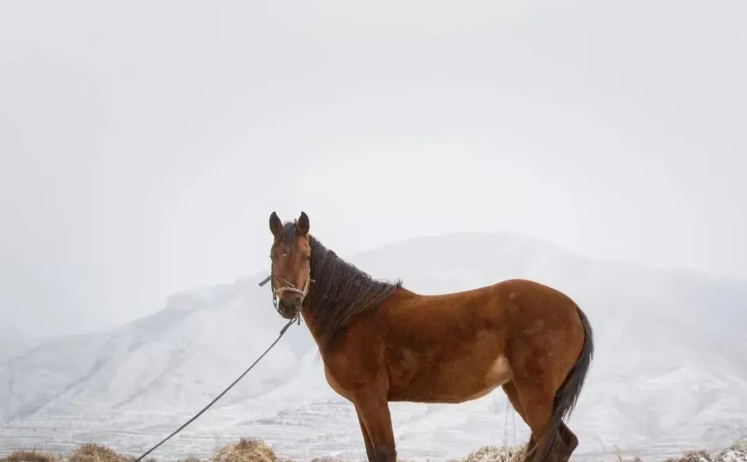 抬头即雪！❄️大同的雪，必加入人生清单！