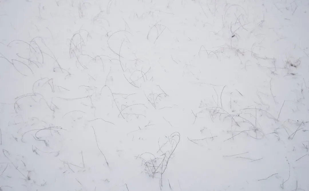 大同 | 今冬的雪，只下给松柏🌲