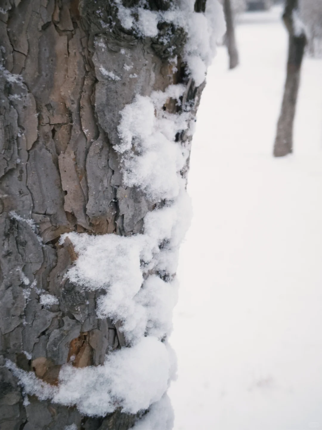 大同 | 今冬的雪，只下给松柏🌲