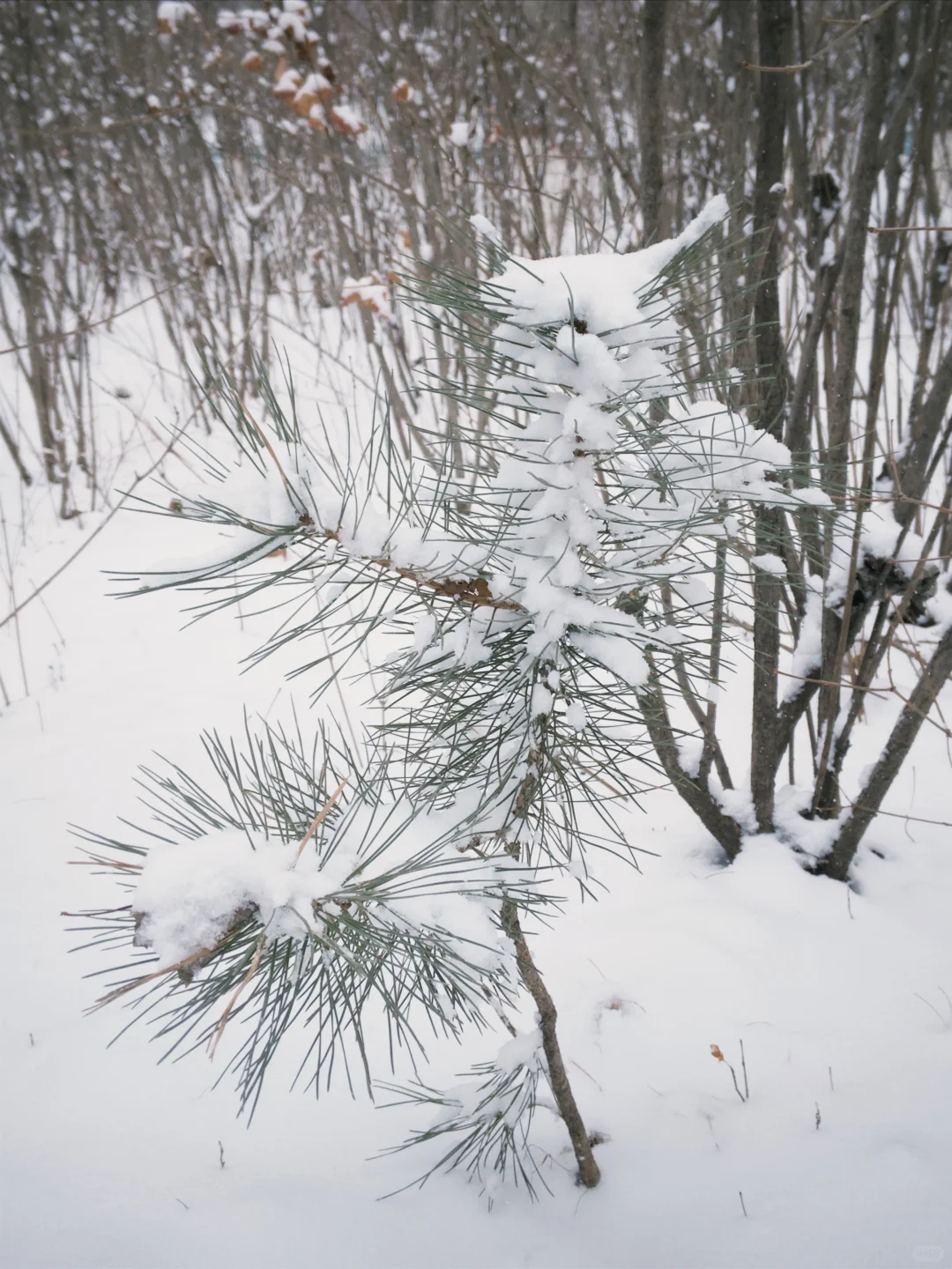 大同 | 今冬的雪，只下给松柏🌲
