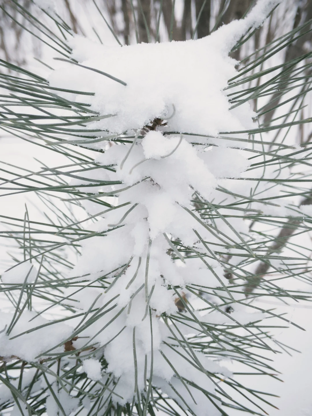大同 | 今冬的雪，只下给松柏🌲