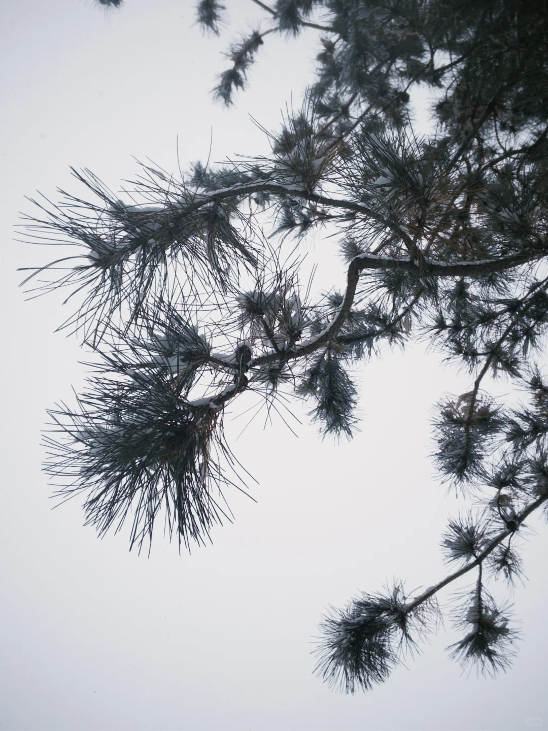 大同 | 今冬的雪，只下给松柏🌲
