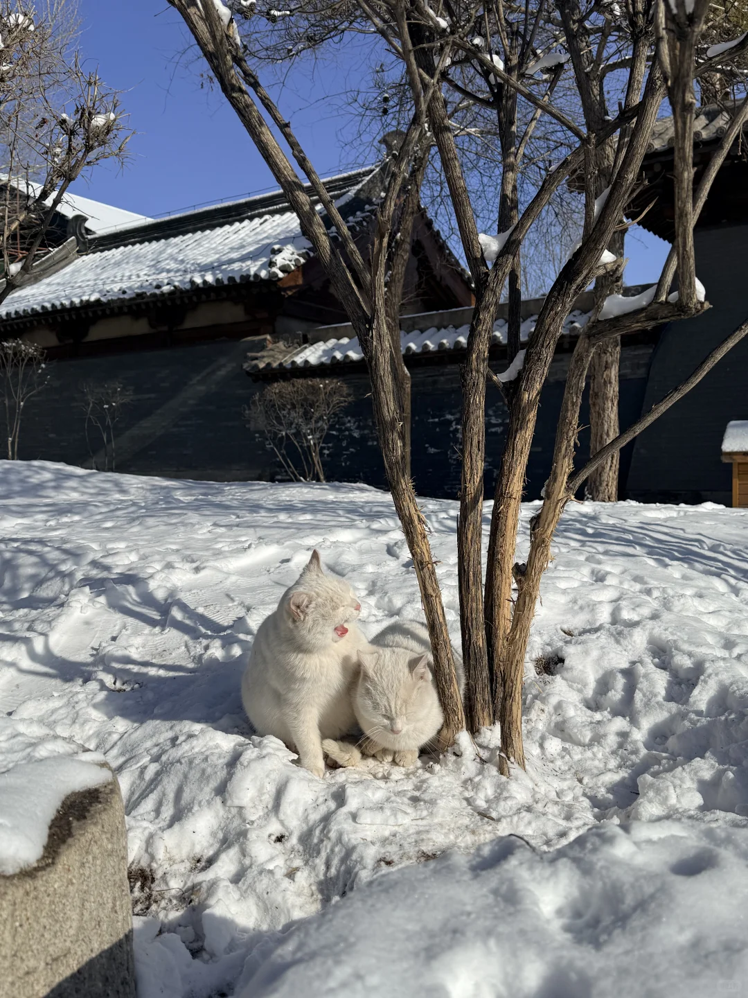 大同这温度也太黑人了