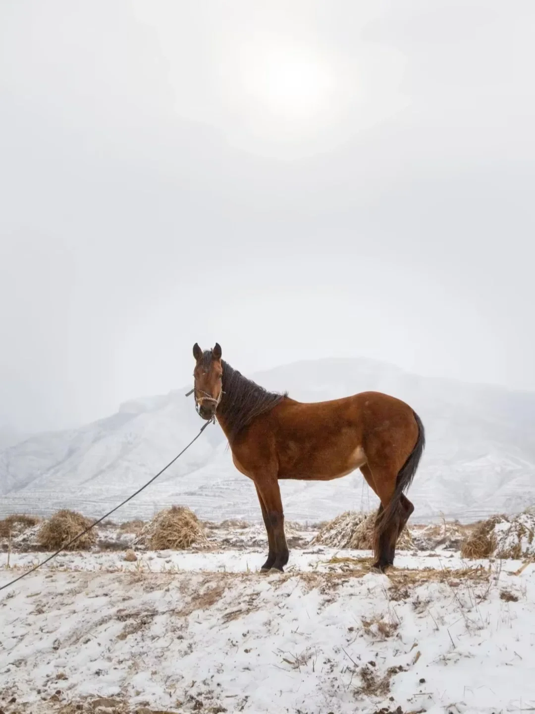 抬头即雪！❄️大同的雪，必加入人生清单！