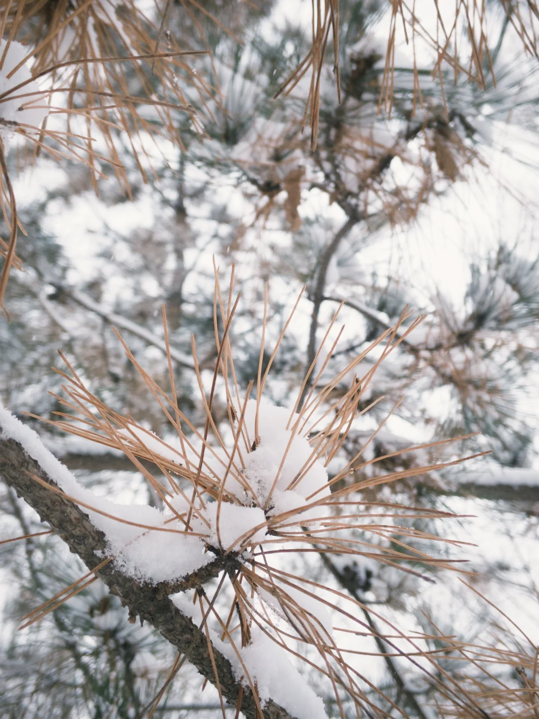 大同 | 今冬的雪，只下给松柏🌲