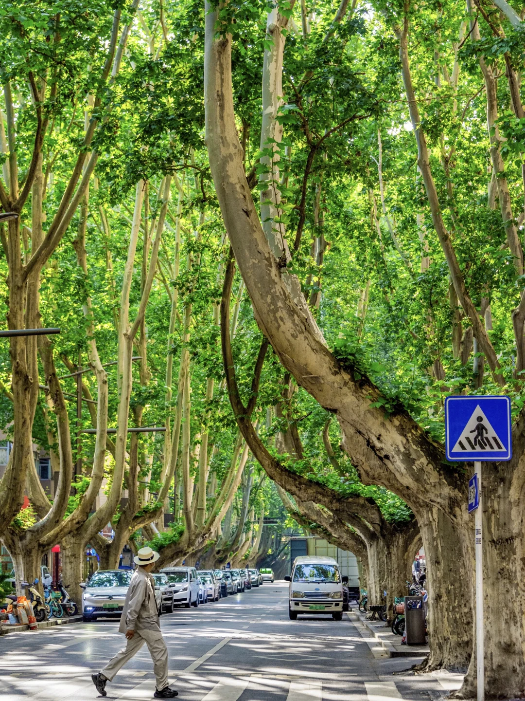 不输南京❗秋天的郑州梧桐大道像梦中场景