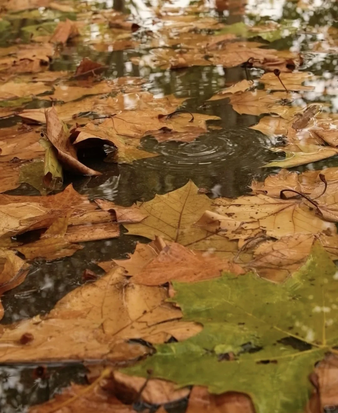秋日浪漫🌹在金水路被法桐美到破防🍂