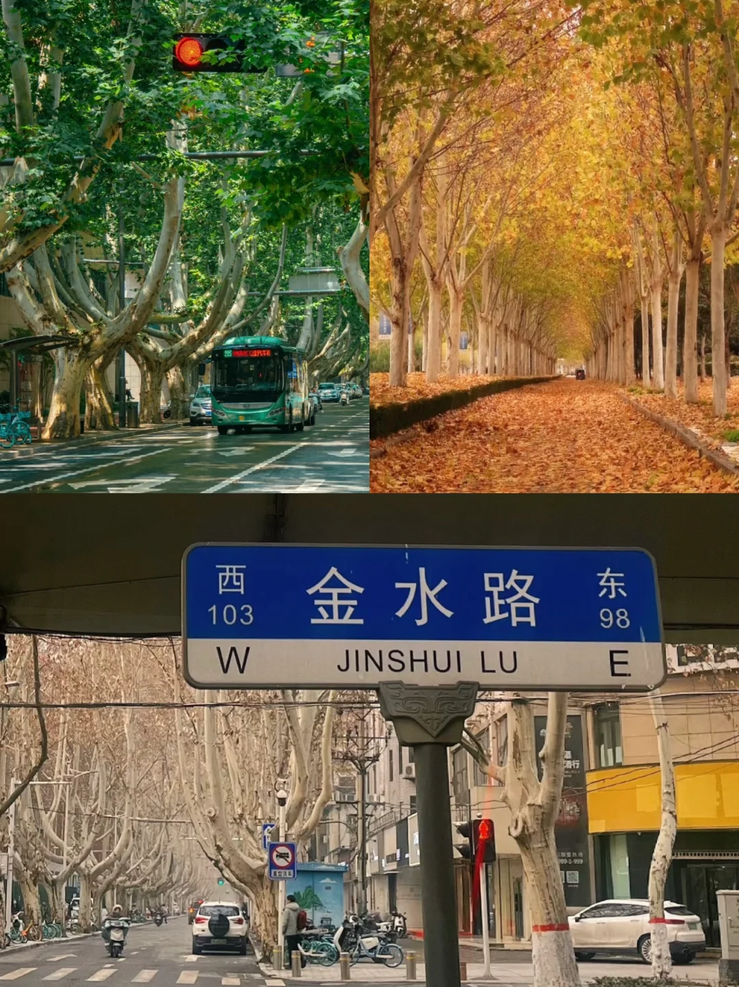 秋日浪漫🌹在金水路被法桐美到破防🍂