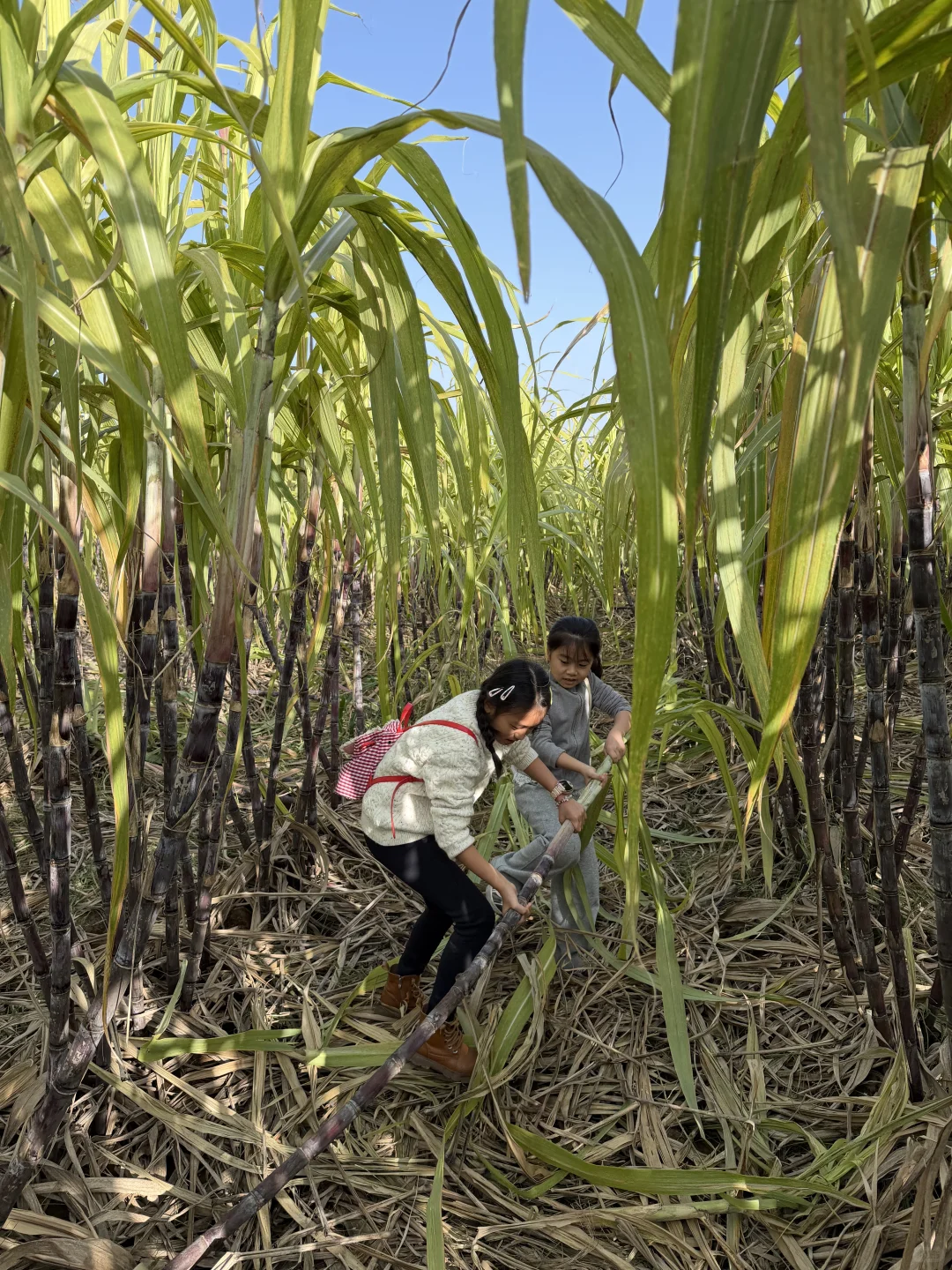 洛阳这个地方也太适合遛娃了吧！