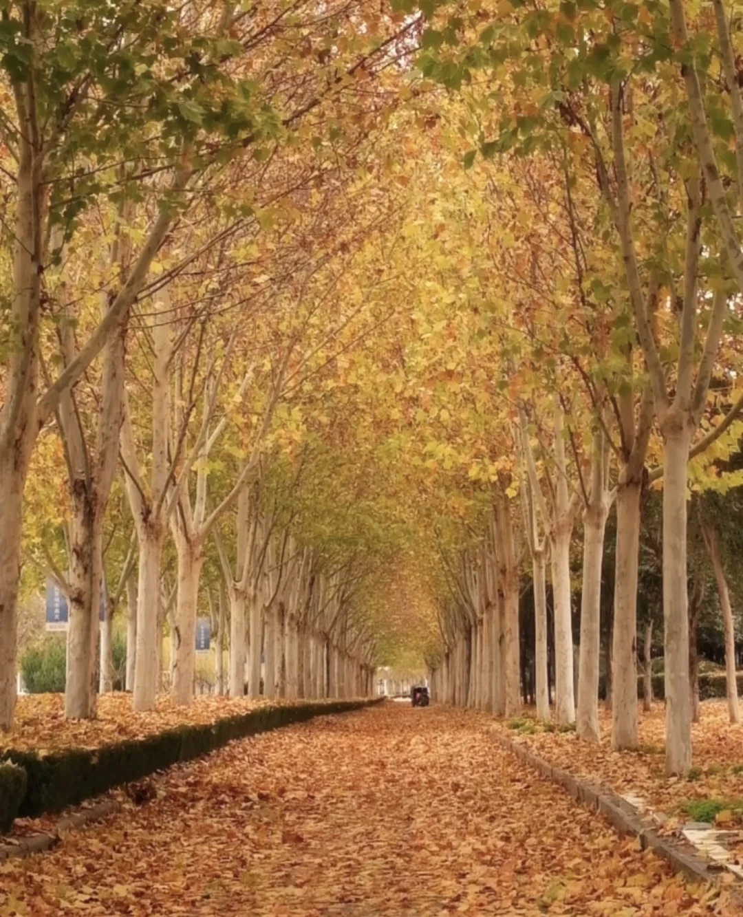 秋日浪漫🌹在金水路被法桐美到破防🍂