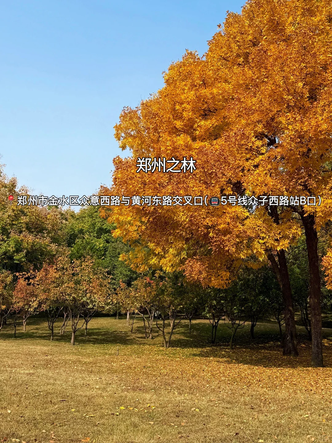 赏秋指南🍂在郑州必逛的12个秋日好去处‼️
