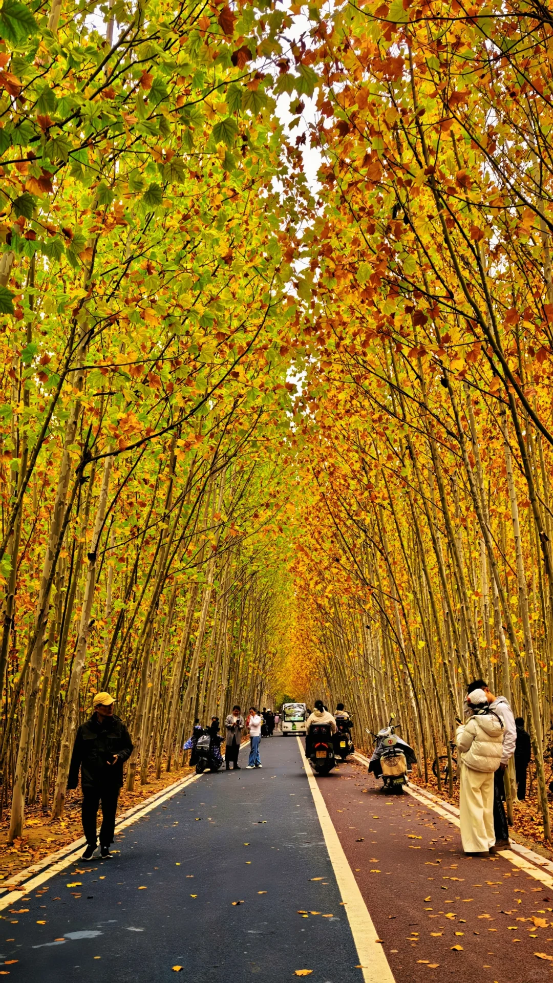 去过疏影路，郑州呼伦贝尔式秋天才算完整！