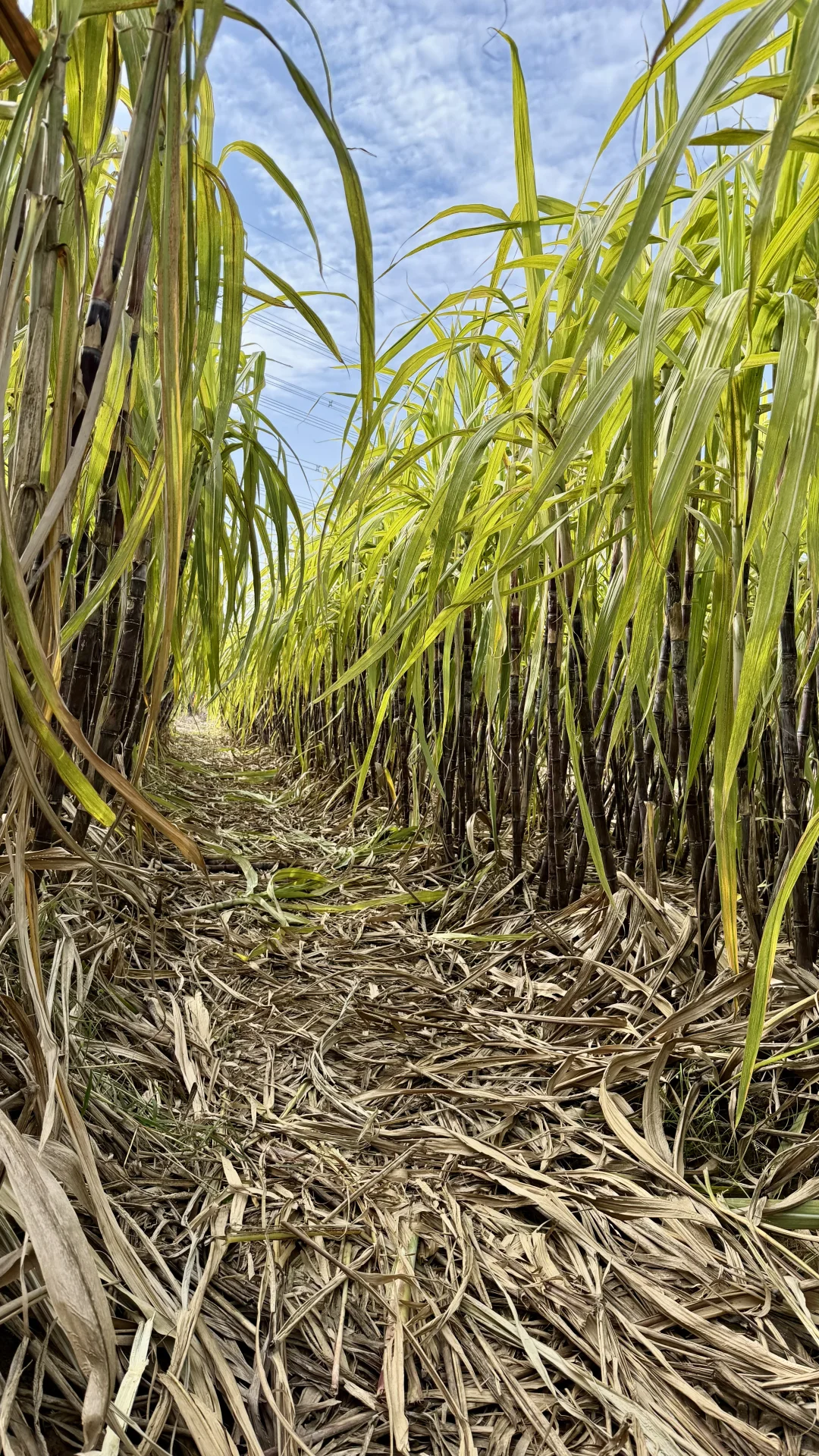 洛阳这个地方也太适合遛娃了吧！