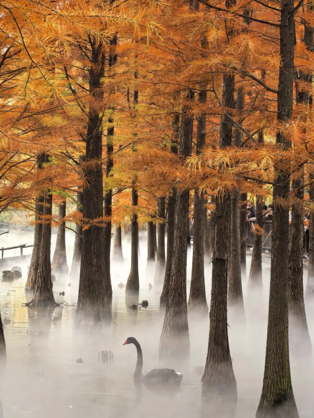 洛阳丝滑不排队攻略