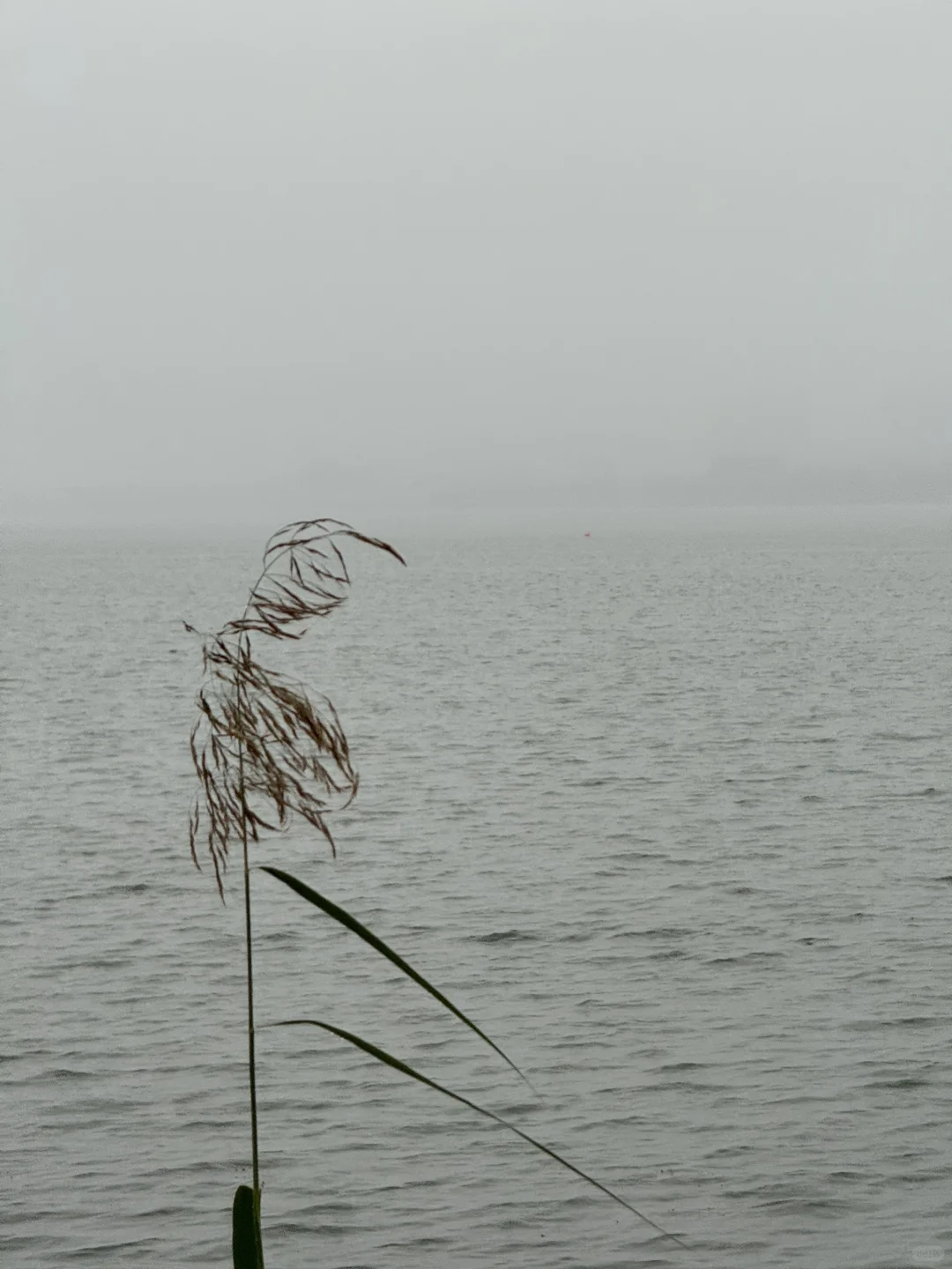 今天冒着雨拍郑州街景，风景不输江南！