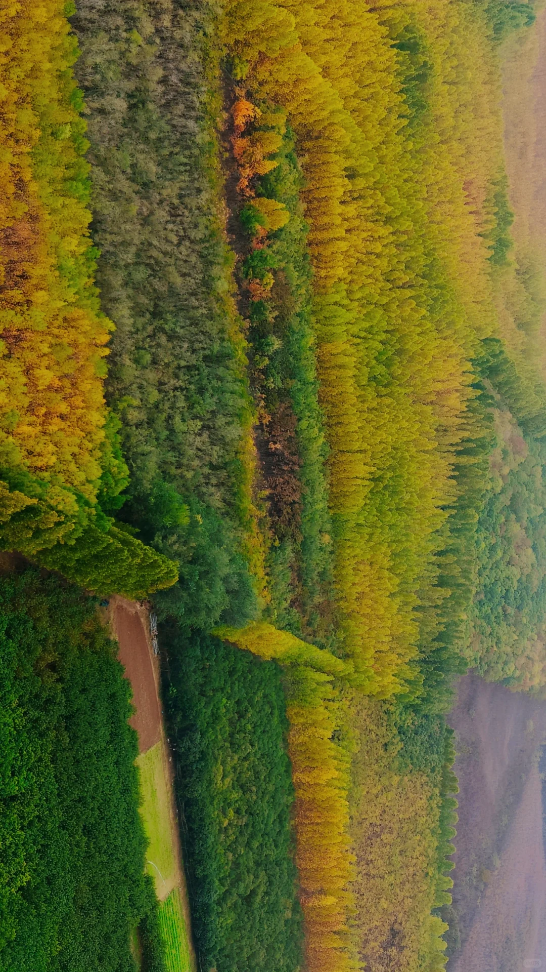 去过疏影路，郑州呼伦贝尔式秋天才算完整！