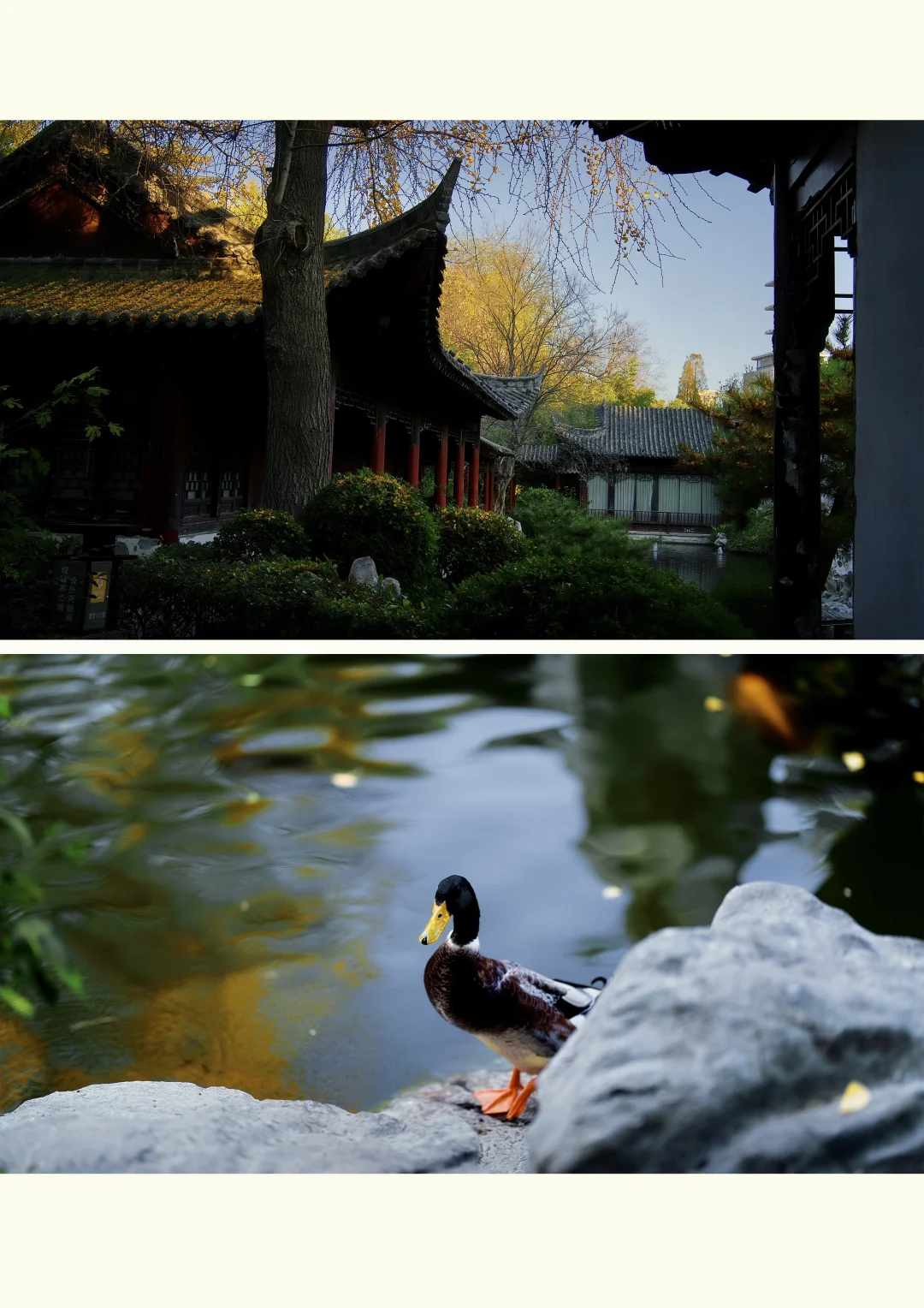 初冬时光，郑州梦溪园