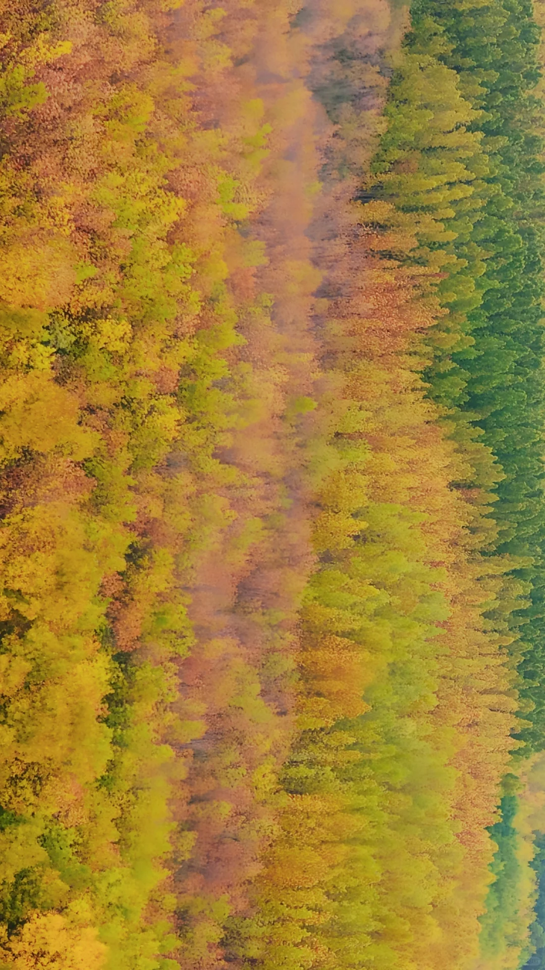 去过疏影路，郑州呼伦贝尔式秋天才算完整！