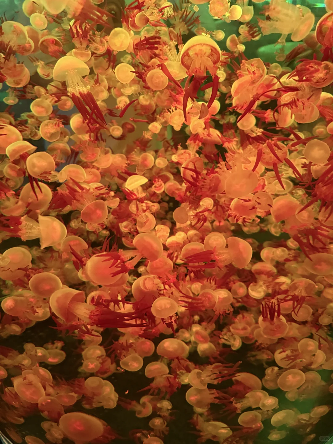 郑州海昌，五星好评