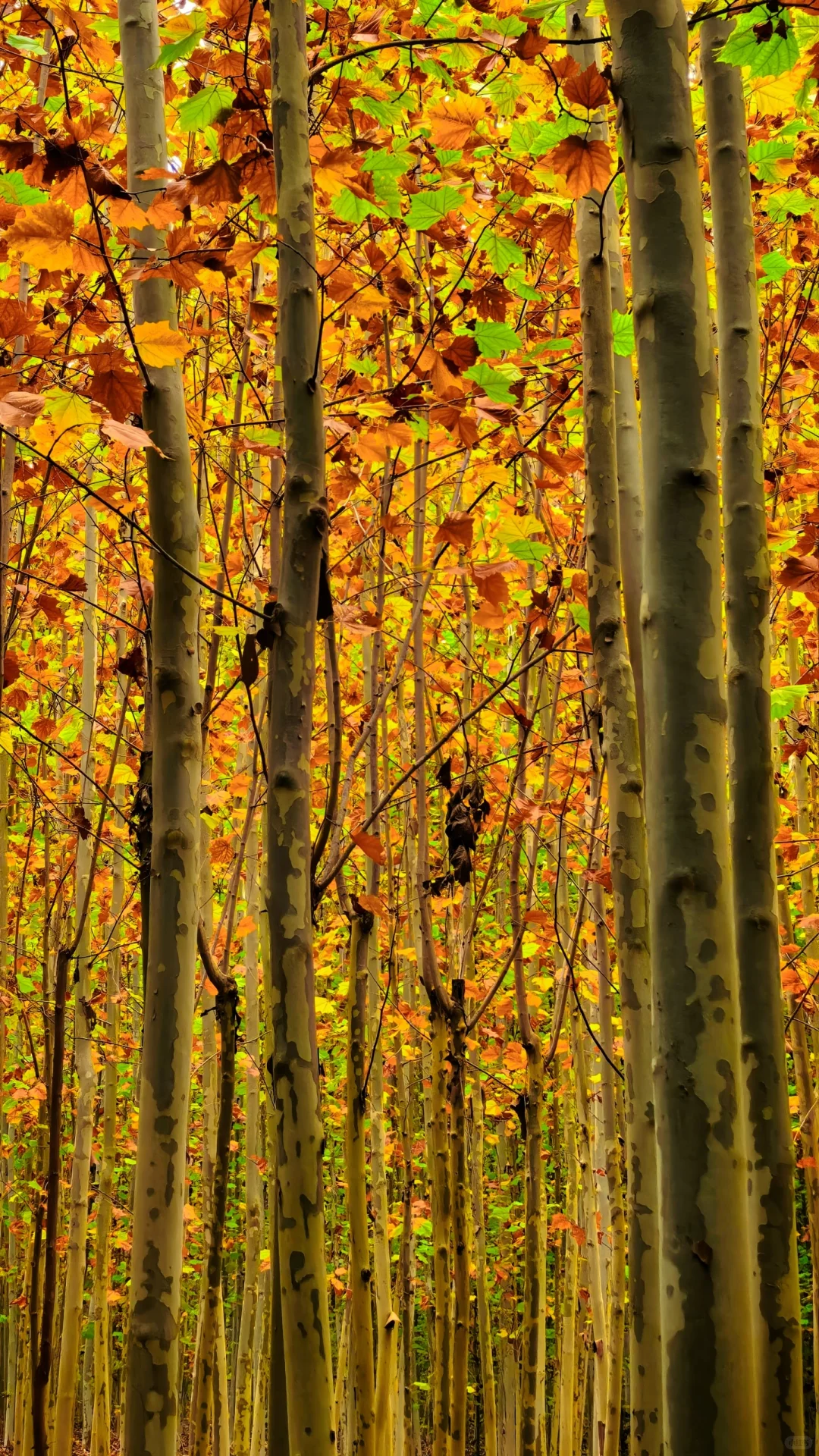 去过疏影路，郑州呼伦贝尔式秋天才算完整！