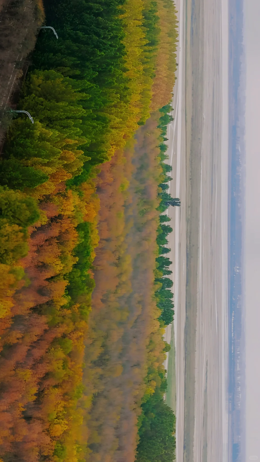 去过疏影路，郑州呼伦贝尔式秋天才算完整！