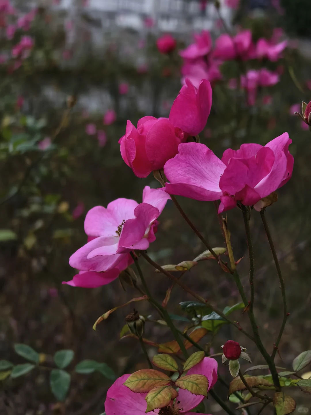 郑州，一种很北方的通感
