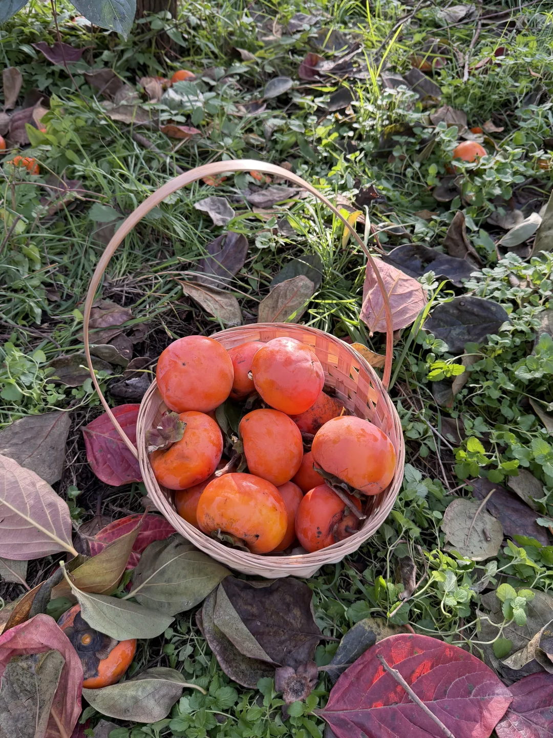 洛阳这个地方也太适合遛娃了吧！